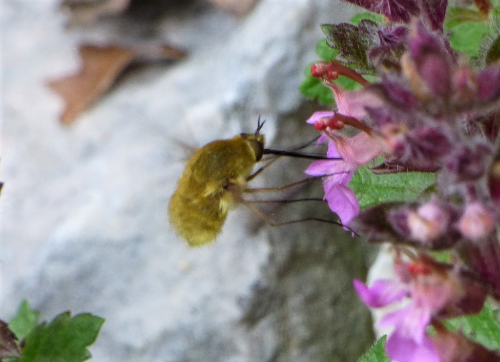 Bombyliidae: Bombylius sp. o Systoechus sp.